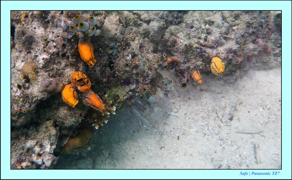 2009    07   Kapalai 05